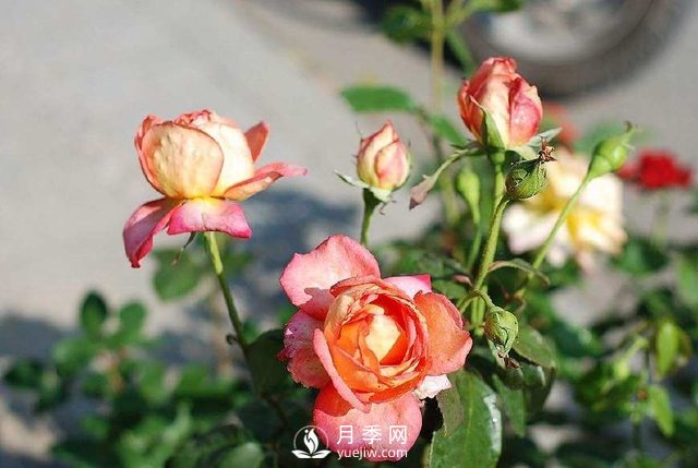 紅土是否可以拿來(lái)栽種月季？(圖1)