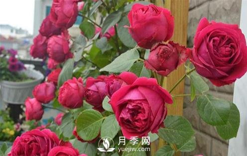 月季出現灰霉病怎么辦？(圖1)