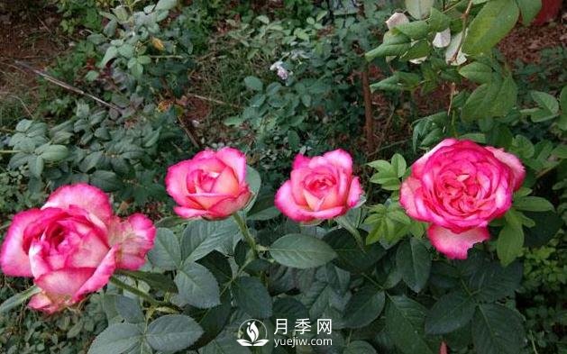 盆栽月季花，應該如何養殖呢(圖1)