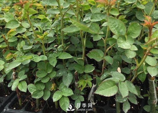 月季小苗要不要摘花？(圖1)