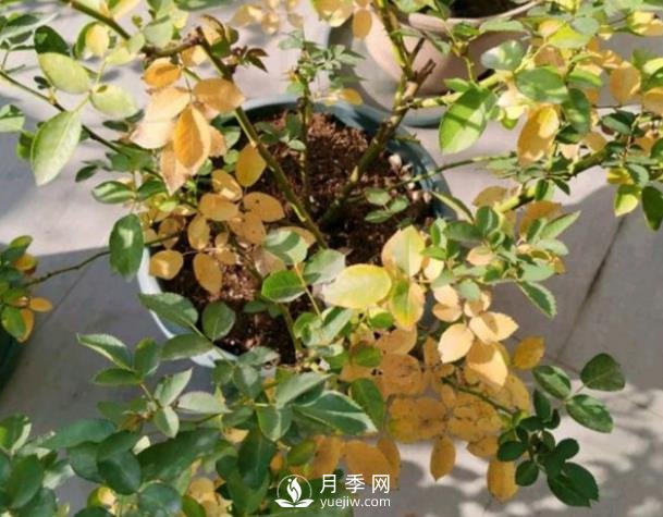 月季從底部開(kāi)始黃葉是什么原因？(圖1)