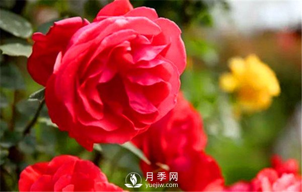 初春月季要修剪，介紹4個(gè)方法給你！(圖1)