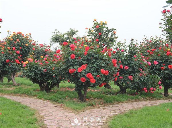 樹(shù)樁月季，樹(shù)樁月季怎么選擇老樁？(圖1)
