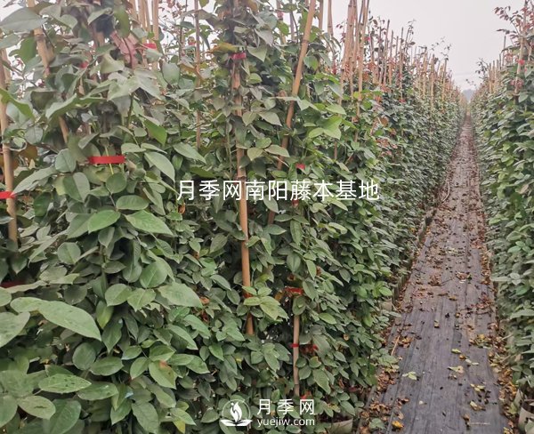 藤本月季養護攻略，千萬(wàn)別錯過(guò)！(圖1)
