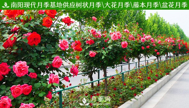 月季樹(shù)多少錢(qián)一棵？2021年Q1南陽(yáng)樹(shù)狀月季價(jià)格(圖3)