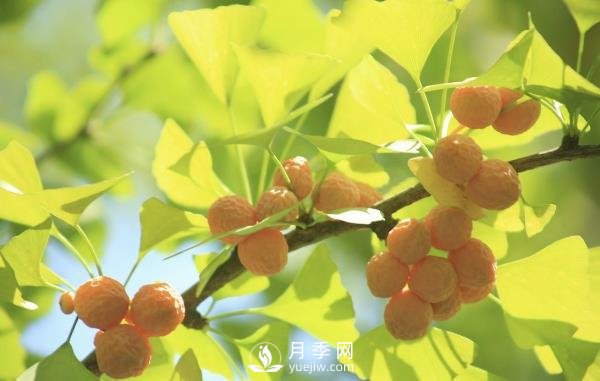 銀杏樹(shù)種植開(kāi)發(fā)前景分析及栽培技術(shù)要點(diǎn)(圖1)