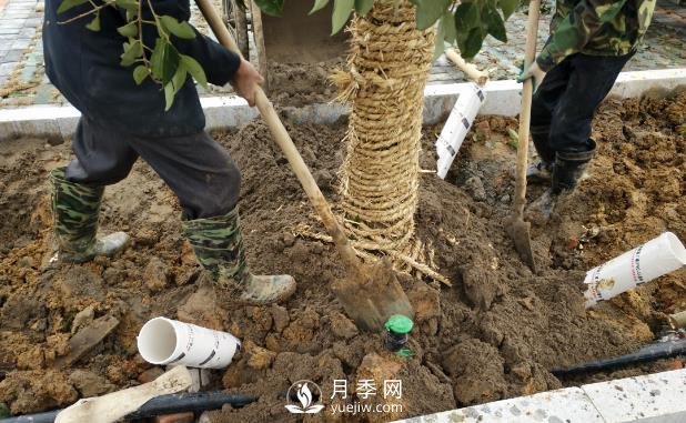 苗木栽植時(shí)應做好根部的哪些護理？(圖1)