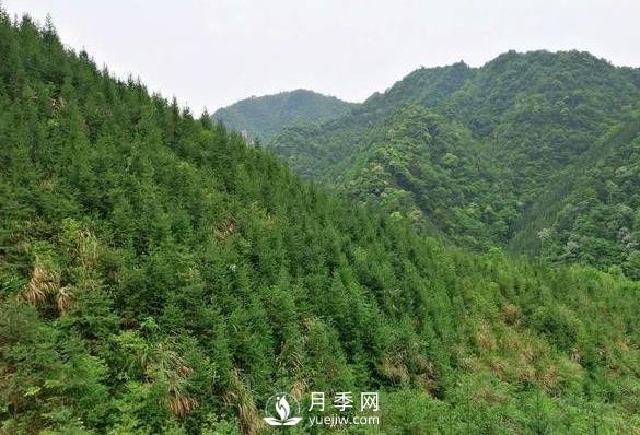 杉木種植***易忽略的四個(gè)誤區，做到這才是會(huì )種杉木的苗民(圖1)