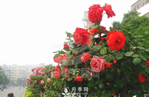 樹(shù)狀月季在家庭庭院景觀(guān)中的應用(圖1)
