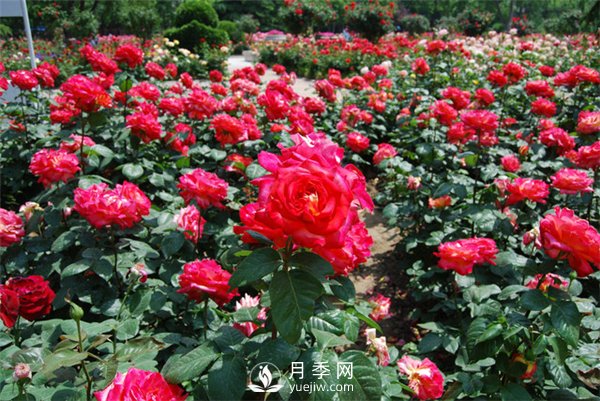 城市綠化帶內為何喜歡種植月季花？(圖1)