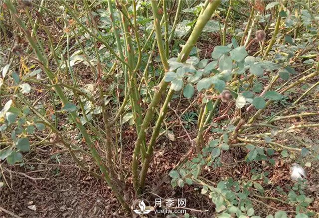 月季苗價(jià)格多少一棵？南陽(yáng)月季種植基地報價(jià)(圖3)