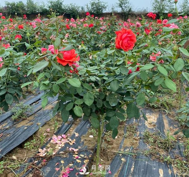 月季花的作用有哪些_南陽(yáng)月季樹(shù)如何嫁接(圖1)