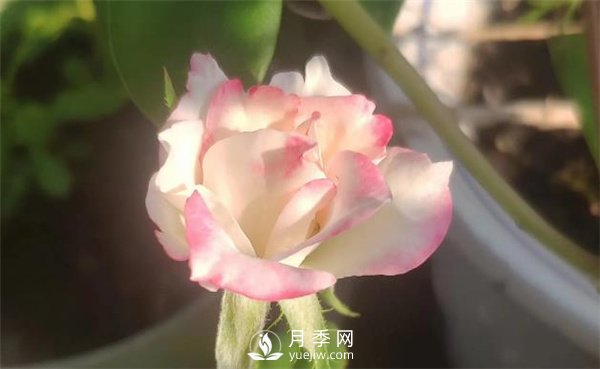 樹(shù)狀月季花的盆栽養殖方法(圖3)