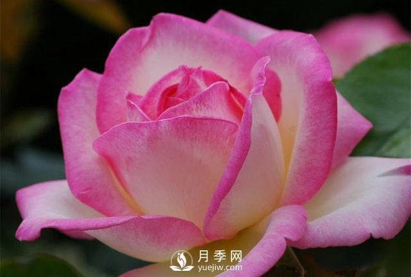 滅蚊器可以殺死月季上的蚜蟲(chóng)嗎？月季蚜蟲(chóng)防治方法(圖1)