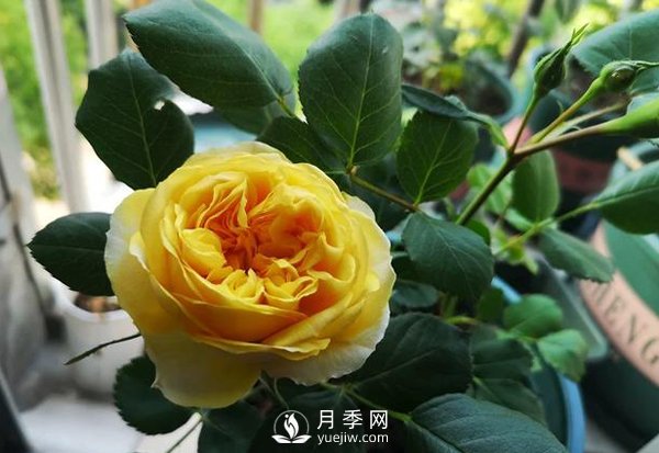盆栽月季樹(shù)皮放多了影響生根嗎？來(lái)告訴你正確做法(圖1)