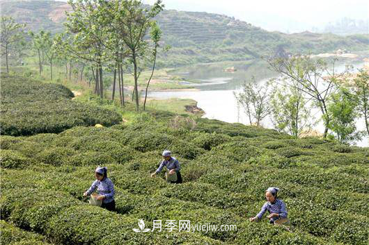南陽(yáng)桐柏:科技助力茶鄉再添茶香(圖1) 南陽(yáng)桐柏:科技助力茶鄉再添茶香(圖1)