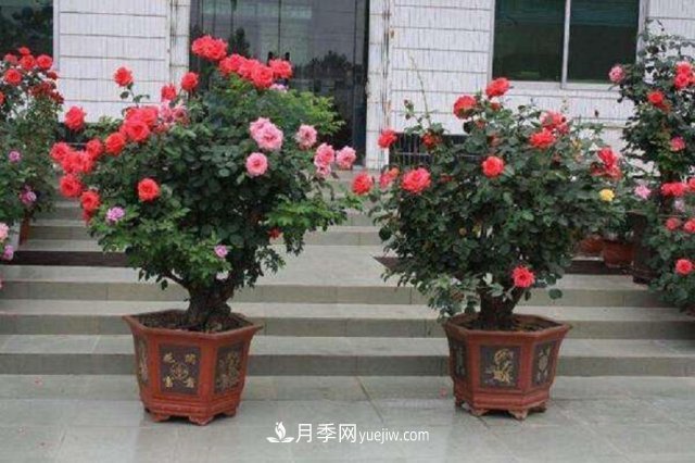 月季花姿色多樣！學(xué)習催花技巧，一年四季都開(kāi)花(圖1)