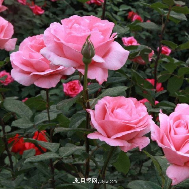 月季花姿色多樣！學(xué)習催花技巧，一年四季都開(kāi)花(圖4)
