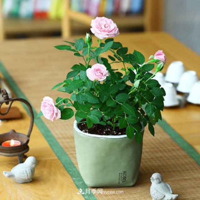 月季花姿色多樣！學(xué)習催花技巧，一年四季都開(kāi)花(圖3)