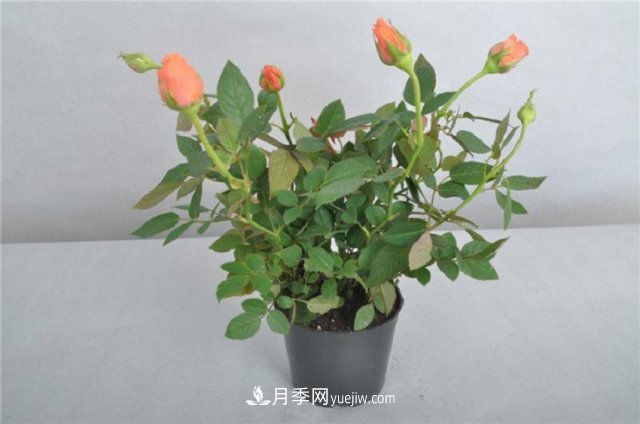 月季花姿色多樣！學(xué)習催花技巧，一年四季都開(kāi)花(圖2)
