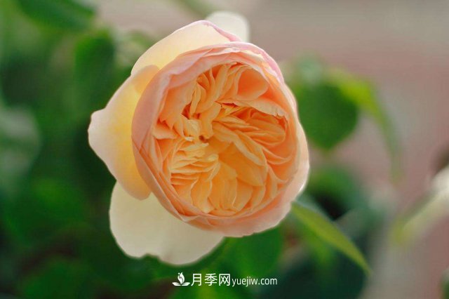 月季別亂買(mǎi)了，送你一份清單，都是經(jīng)典好品種(圖3)