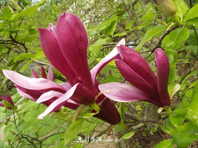 南陽(yáng)玉蘭三姐妹：中土原生白玉蘭與紫玉蘭，北美舶來(lái)洋玉蘭(圖3)