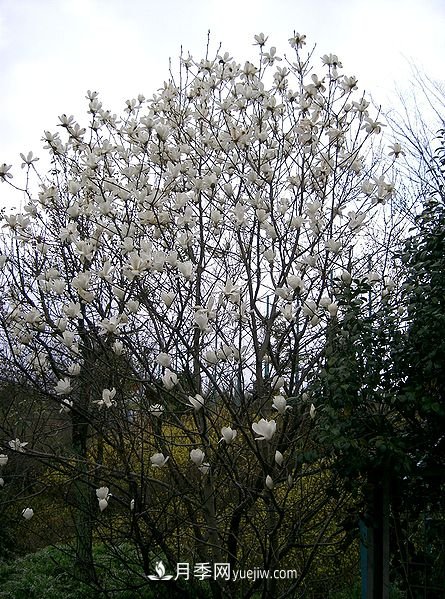 南陽(yáng)玉蘭三姐妹：中土原生白玉蘭與紫玉蘭，北美舶來(lái)洋玉蘭(圖1)
