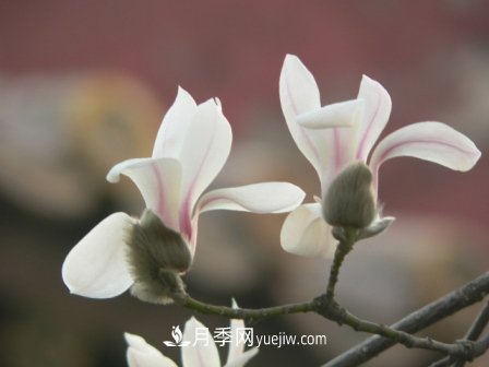 南陽(yáng)玉蘭三姐妹：中土原生白玉蘭與紫玉蘭，北美舶來(lái)洋玉蘭(圖4)