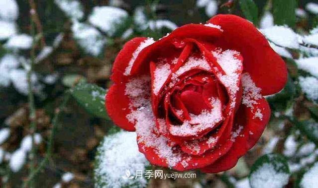 月季花冬天怎么施肥？“水溶肥”管用嗎？(圖1)