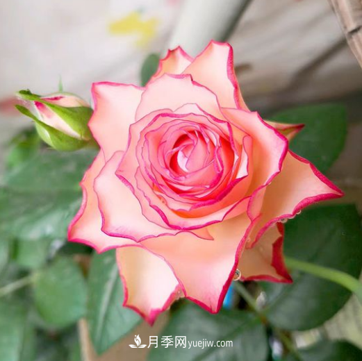 個(gè)性而不失優(yōu)雅——旋轉木馬月季(圖1)