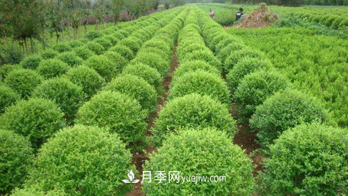 綠化苗木尺寸規格小知識(圖1)