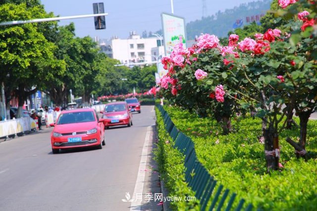 浙江玉環(huán)：綠化月季盛開(kāi) 扮靚城市美景(圖1)