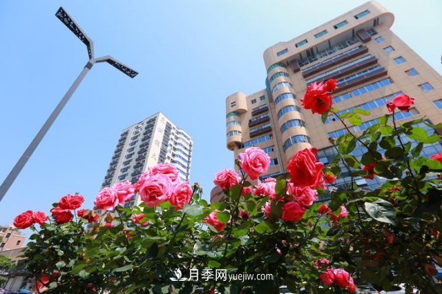 浙江玉環(huán)：綠化月季盛開(kāi) 扮靚城市美景(圖2)