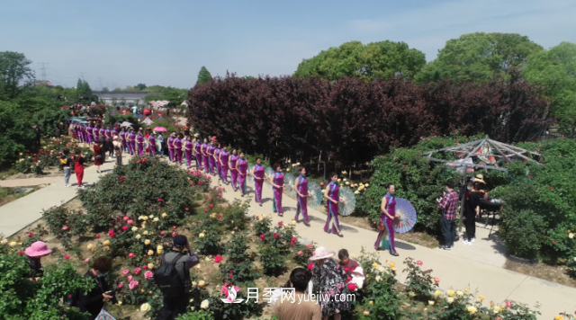 浙江長(cháng)興萬(wàn)余株月季花海迎風(fēng)開(kāi)(圖3)