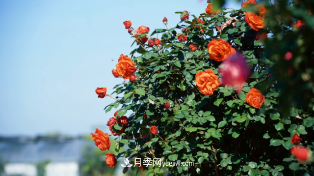 浙江長(cháng)興萬(wàn)余株月季花海迎風(fēng)開(kāi)(圖1)