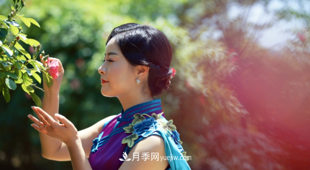浙江長(cháng)興萬(wàn)余株月季花海迎風(fēng)開(kāi)(圖2)