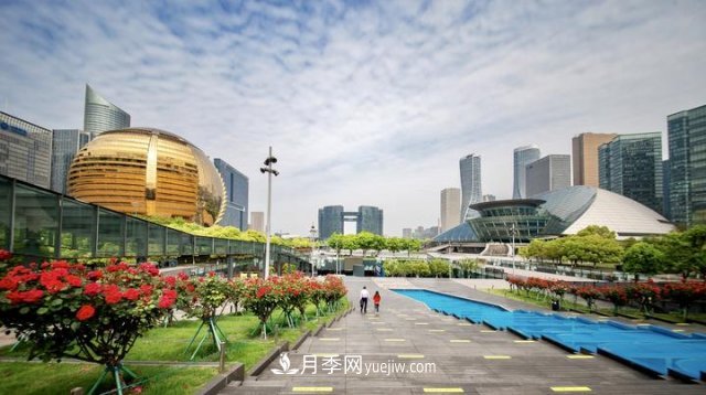 浙江杭州：錢(qián)江新城近千株月季盛開(kāi)陽(yáng)臺(圖1)