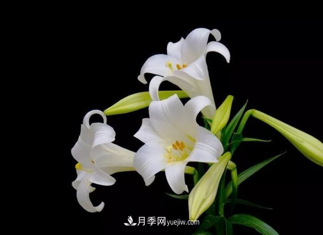 百合花養護方法和注意事項(圖1)