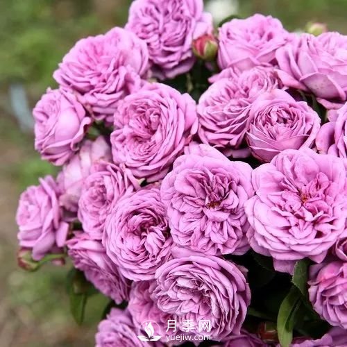 微藍月季很勤花的一個(gè)月季品種(圖1)