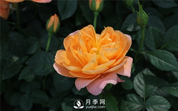 為什么月季新葉卷曲枯萎？月季新葉卷曲枯萎的原因？(圖1)