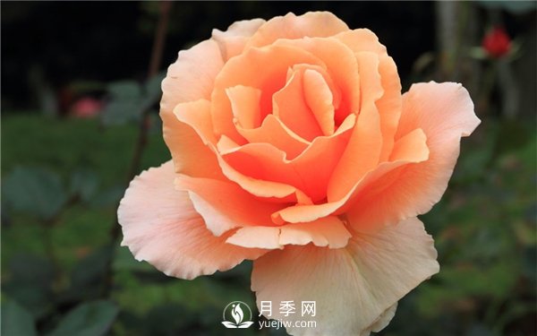 切花月季未來(lái)市場(chǎng)前景如何？(圖2)