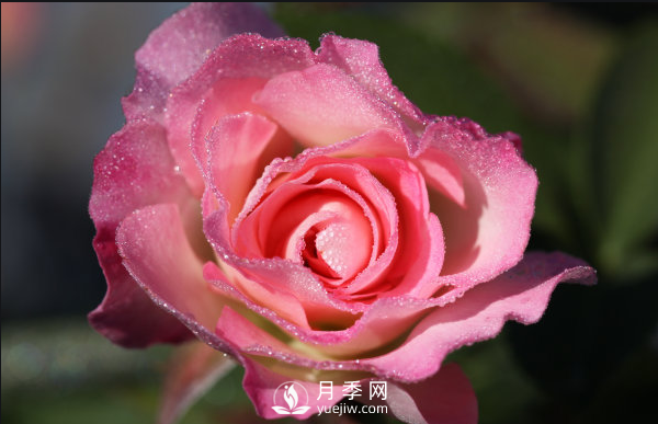 ?月季如何養，才能開(kāi)花大而艷？(圖1)