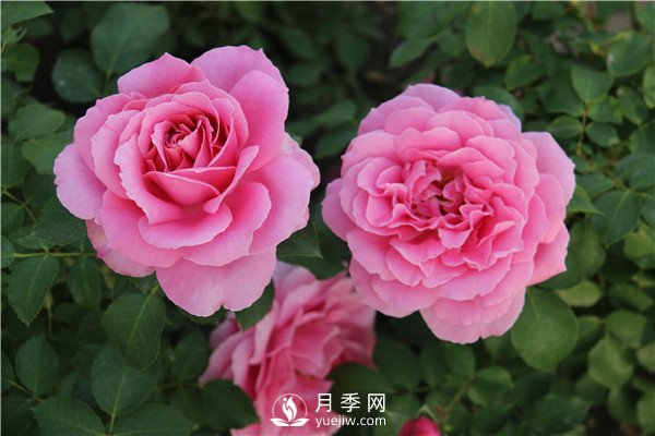 月季花夏天能暴曬嗎？夏季月季管理方法(圖1)
