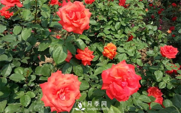 工程綠化用月季及其養護管理措施(圖2)