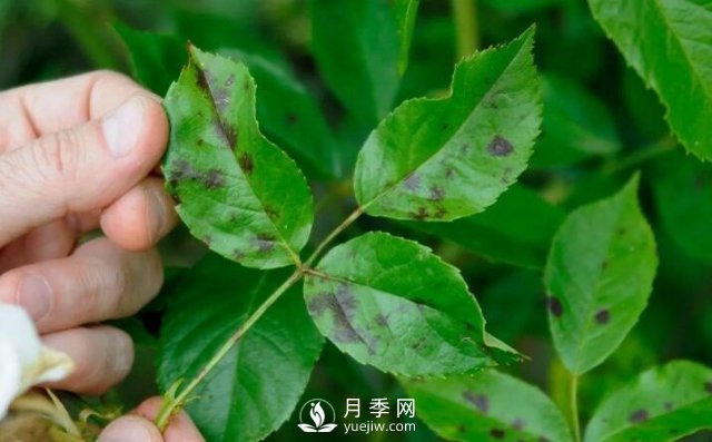 注意！夏秋大雨過(guò)后極易誘發(fā)月季黑斑病(圖1)