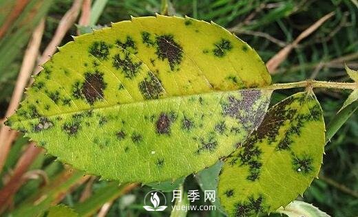 注意！夏秋大雨過(guò)后極易誘發(fā)月季黑斑病(圖2)
