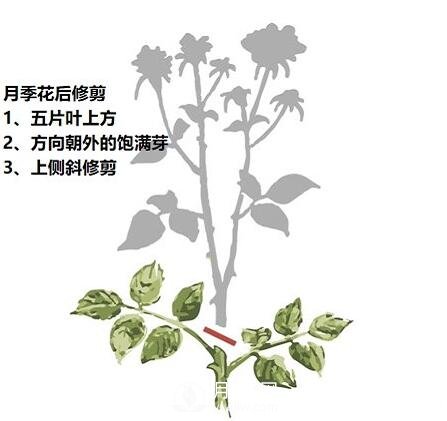 盛花期后，必須要對月季做的兩件事！(圖1)