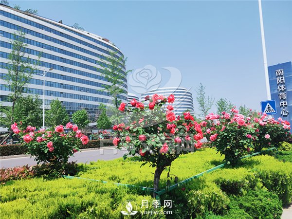 南陽(yáng)月季樹(shù)基地栽培技術(shù)分享(圖2)