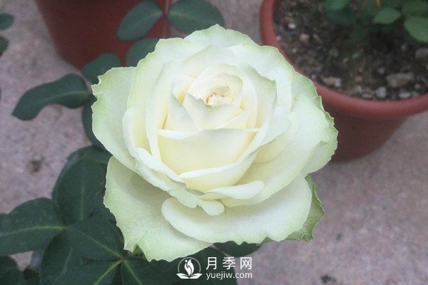 6月月季花的養殖方法和注意事項(圖1)