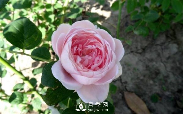 歐月和國月有哪些區別？(圖2)